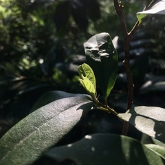 Eustigma oblongifolium