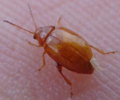 Aphthona cyparissiae