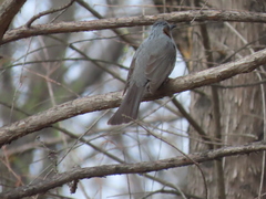 Hypsipetes amaurotis