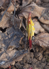 Gymnospermium altaicum