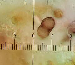 Amandinea dakotensis