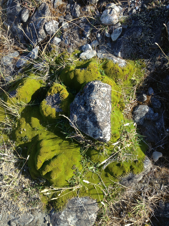 Image of Raoulia haastii by (c) Jon Sullivan, some rights reserved (CC BY)
