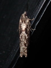 Pseudexentera spoliana