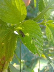 Octotoma scabripennis