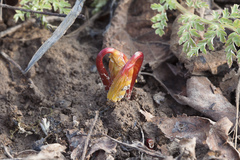Gymnospermium altaicum