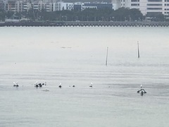Egretta garzetta