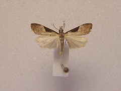 Eudonia pongalis