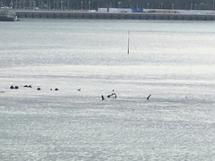 Egretta garzetta