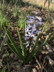 Hyacinthus