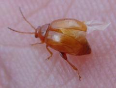 Aphthona cyparissiae