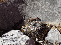 Mammillaria orcuttii