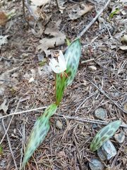 Erythronium citrinum