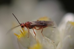 Opiinae