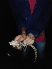 Caiman crocodilus fuscus