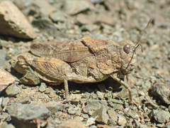 Agymnastus ingens