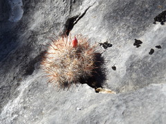 Mammillaria erythrosperma