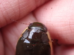 Dytiscus hybridus