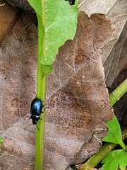 Gastrophysa atrocyanea