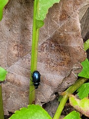 Gastrophysa atrocyanea