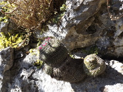 Mammillaria orcuttii