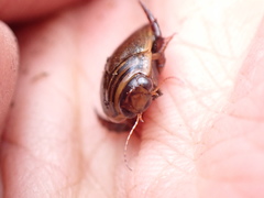 Acilius semisulcatus