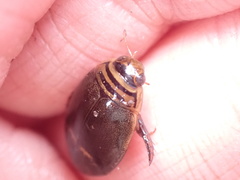 Acilius semisulcatus