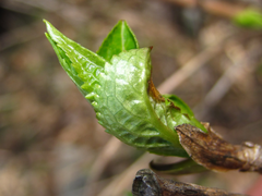 Hydrangea serrata