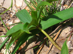 Paris verticillata