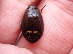 Acilius semisulcatus