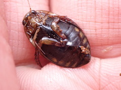 Acilius semisulcatus