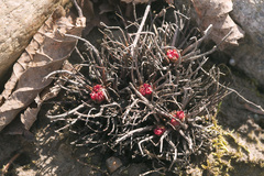 Rhodiola quadrifida