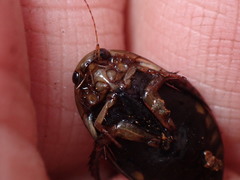 Acilius semisulcatus