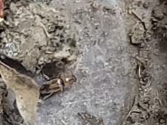 Aeolus mellillus