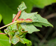 Dasineura communis