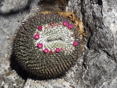 Mammillaria orcuttii