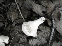 Cuphophyllus angustifolius