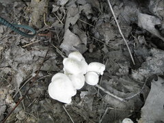 Cuphophyllus angustifolius