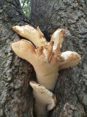 Cerioporus squamosus