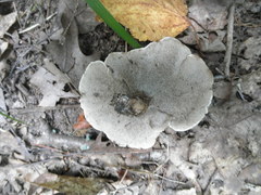 Hydnellum scabrosum