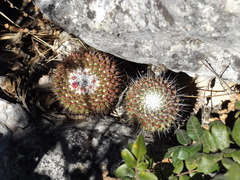 Mammillaria orcuttii