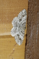 Melanolophia imitata