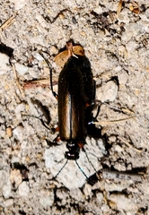 Pomphopoea