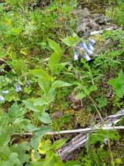Mertensia paniculata
