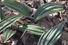 Cremastra appendiculata variabilis