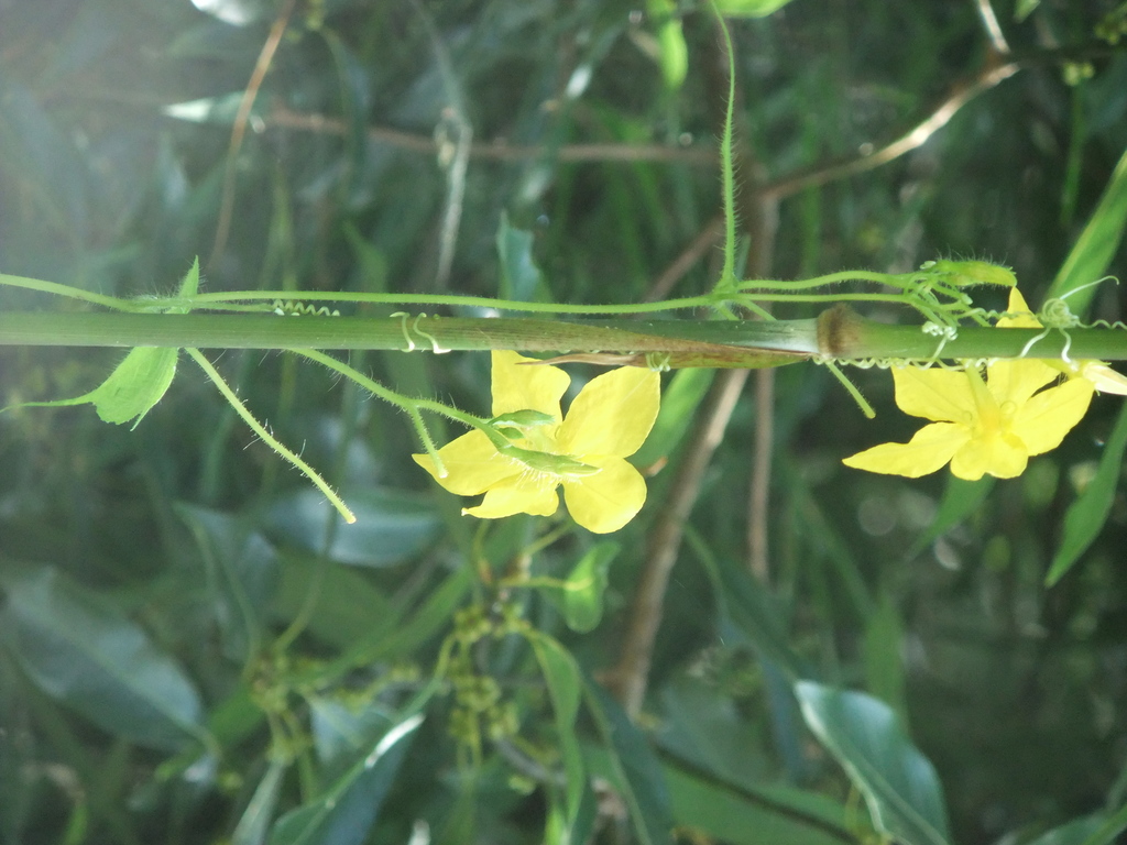 Herpetospermum