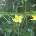 Herpetospermum pedunculosum - Photo (c) rawdenh, some rights reserved (CC BY-NC), uploaded by rawdenh