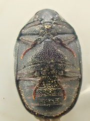 Orphilus