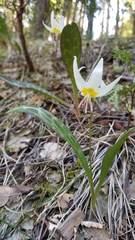 Erythronium citrinum