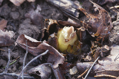 Cardiocrinum cordatum