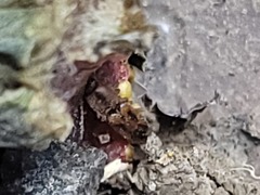 Aeolus mellillus